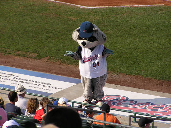 mascot Rascal the Raccoon gets the crowd roaring at Dutchess Stadium.